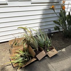 Free Organic Aloe Vera