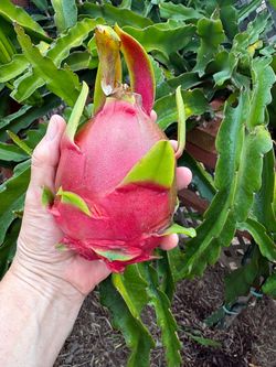 🐝🩷🦋 FREE DRAGON FRUIT BRANCHES . READ THE FULL POST🩷 IT’S AVAILABLE IF YOU READ THIS.