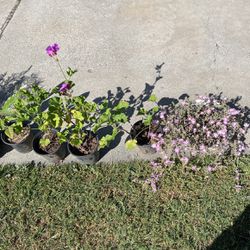 Plants And Flowers 
