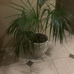 120$ Large Beautiful Pot With Plant Indoor