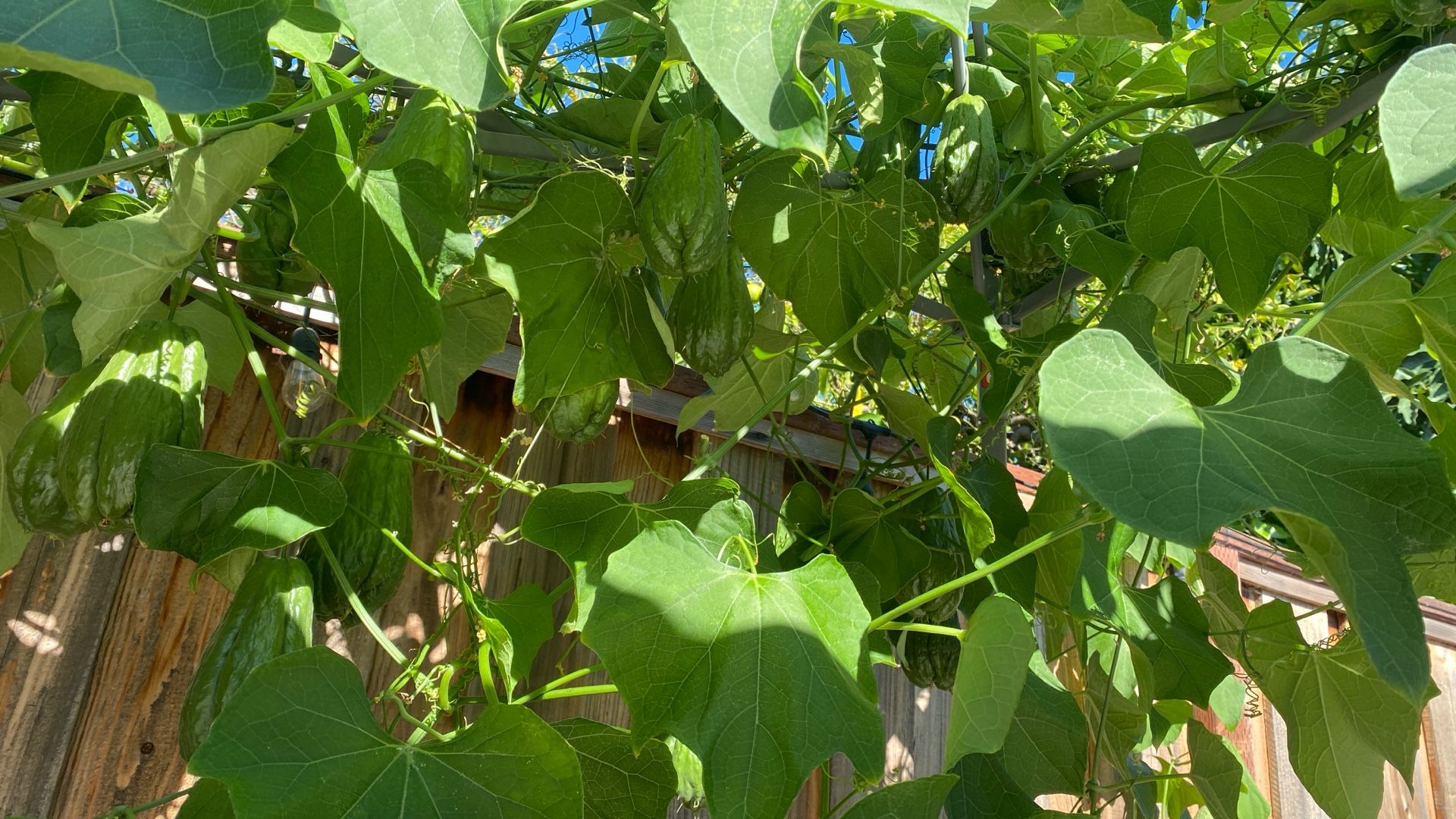 Chayote Organic $1.25 Each