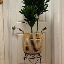 Beautiful Dragon 🐉 Plants 