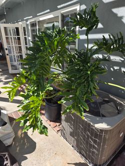 Plant