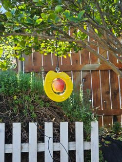 Bird feeder