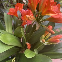 Live Plant - Clivia - Clivia Miniata - Bush Lily - Kaffir Lily- Orang