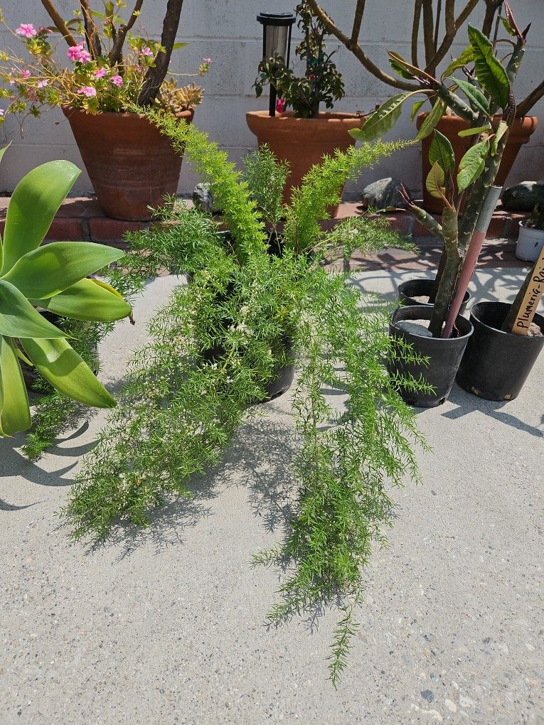 Beautiful Fern With White Flowers In Big Pot