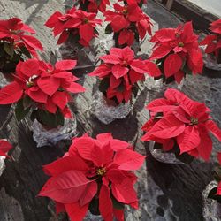 Poinsettias 