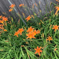 Orange day Lilies 