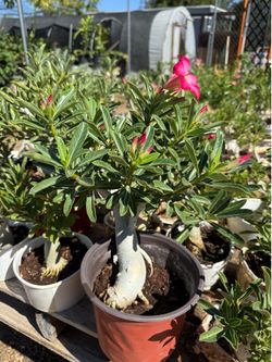 Desert Rose