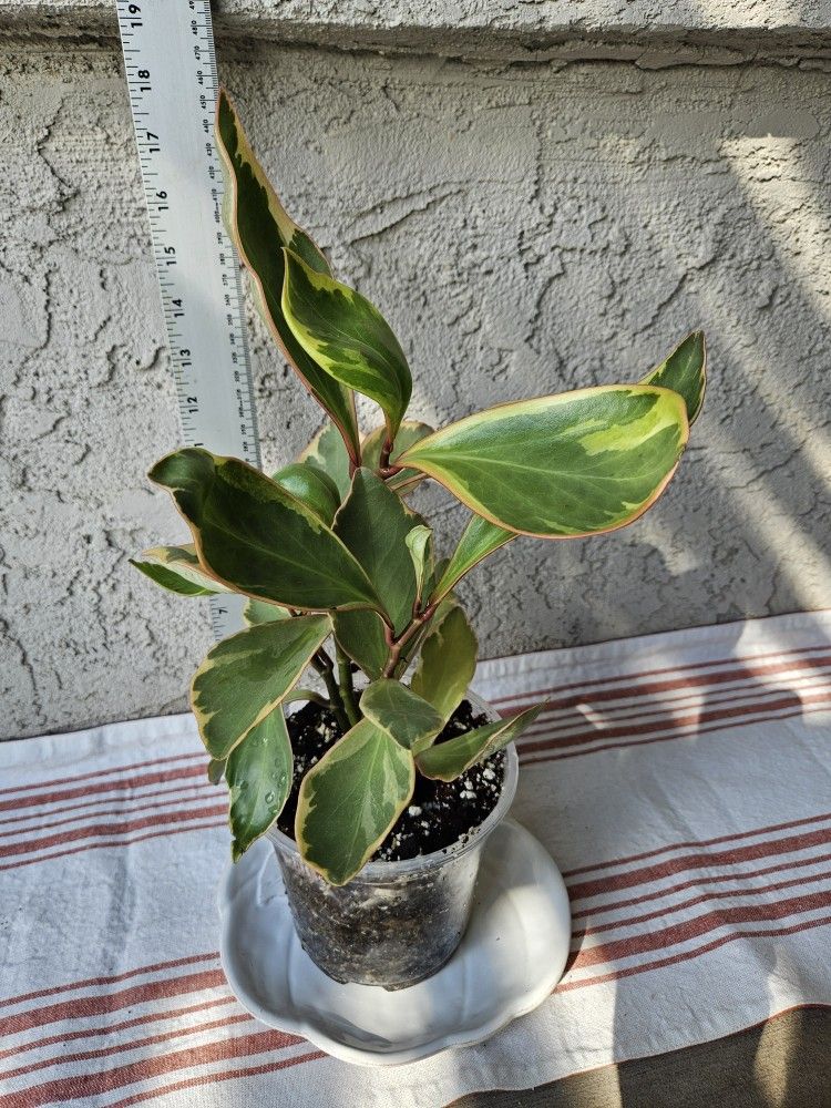 Peperomia Ginny Plant