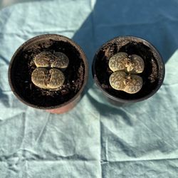 Living  Stone  ( Lithops)