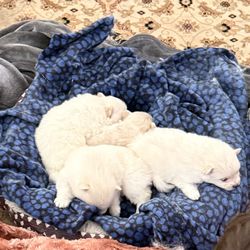 Black dog cages holds “4 pups”