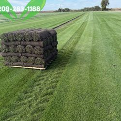 Best QUALITY Sod 