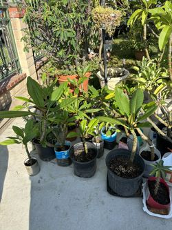 Plants 