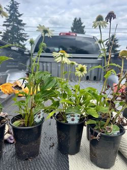 Echinacea (white cone flower)