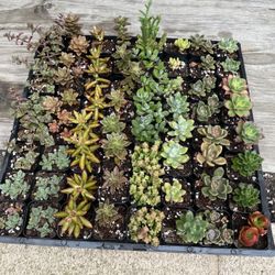 2 Inch succulent Plants