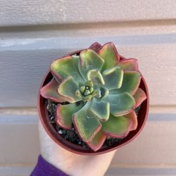 4” Succulent 
