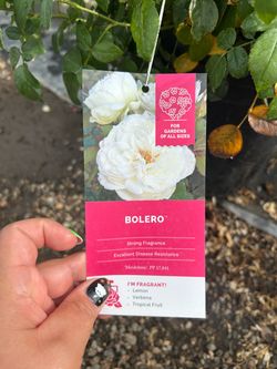 Bolero rose 5 gal