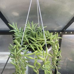 String Of Fishhook Succulent Plant
