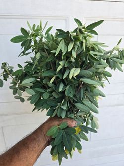 Manojos de chipilin resien cortado y plantas