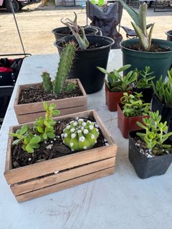 Succulents and cacti