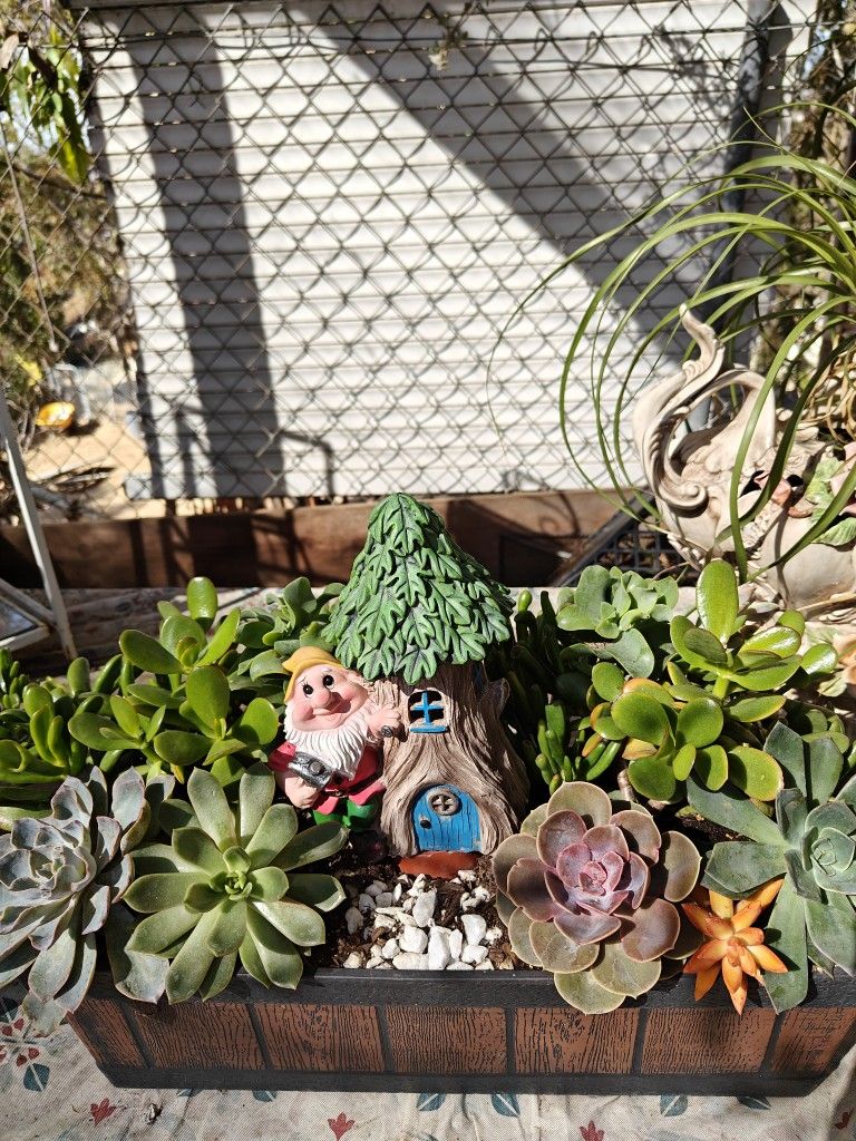 Large Succulents Arrangements