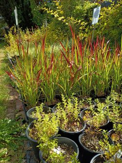 Japanese Blood grass