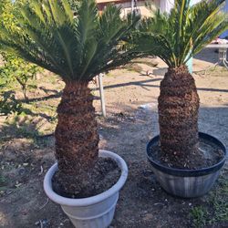 2 Sago Palms 