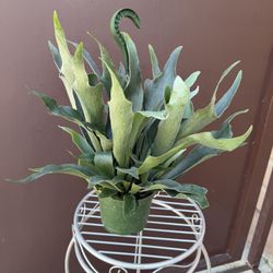 Staghorn Fern In 6” Pot 