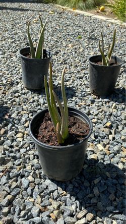 Aloe Vera Potted Plants