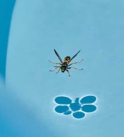 Fake wasp