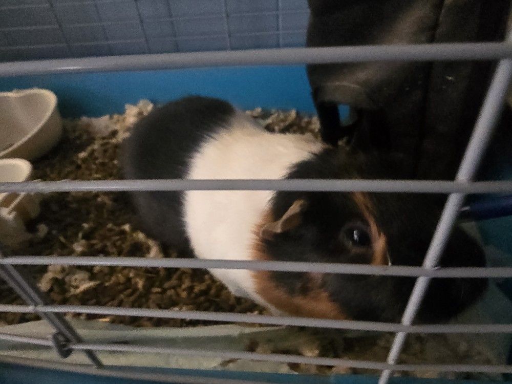 Guinea pig