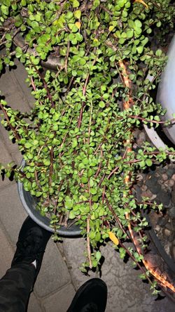 Succulent clippings