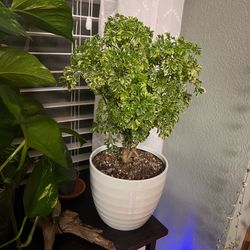 Indoor Plants - see prices