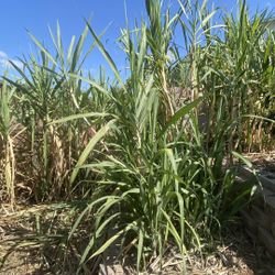 Fresh Organic Sugarcane – Homegrown & Sweet! 🎋u