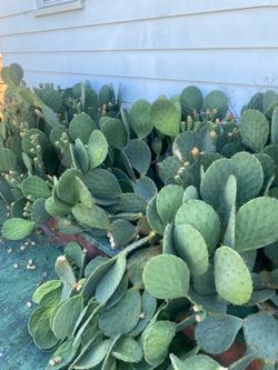 Outside cactus