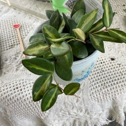 Hoya Sea Stones/Burtoniae Variegated 