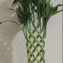 Beautiful Real BAMBOO Plant 🪴