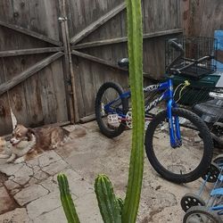 Beautiful Piece San Pedro Cactus Multiple Pieces