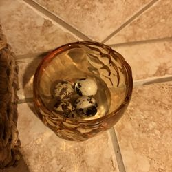Quail Hatching Eggs 