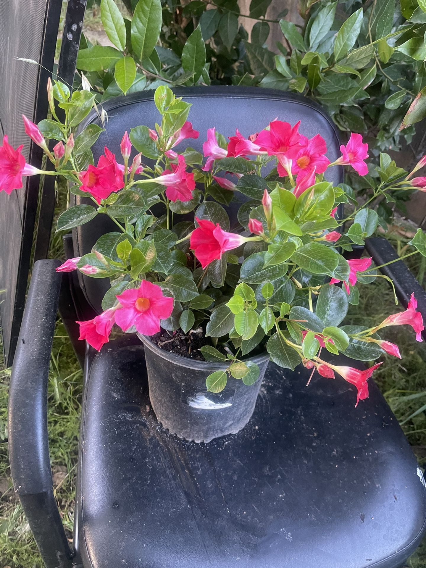 Plant For Garden