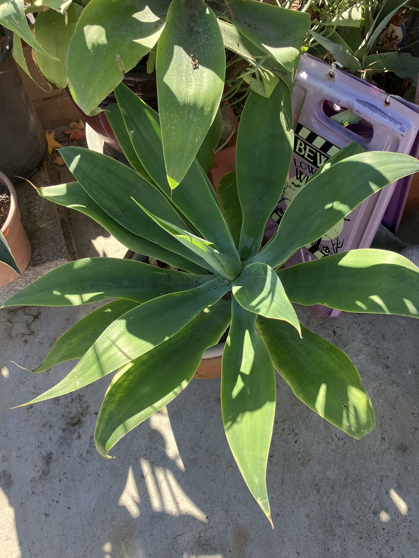 AGAVE plants Drought Tolerant Only $10 Each