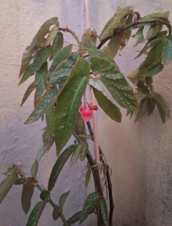 Pink Dragon Begonias Plant