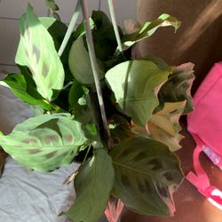 Prayer Plant 