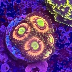 Drama Queen Zoa Display Decor