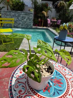 Monstera