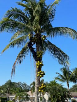 π΄π³Any Tree Any Size ....π΄π³