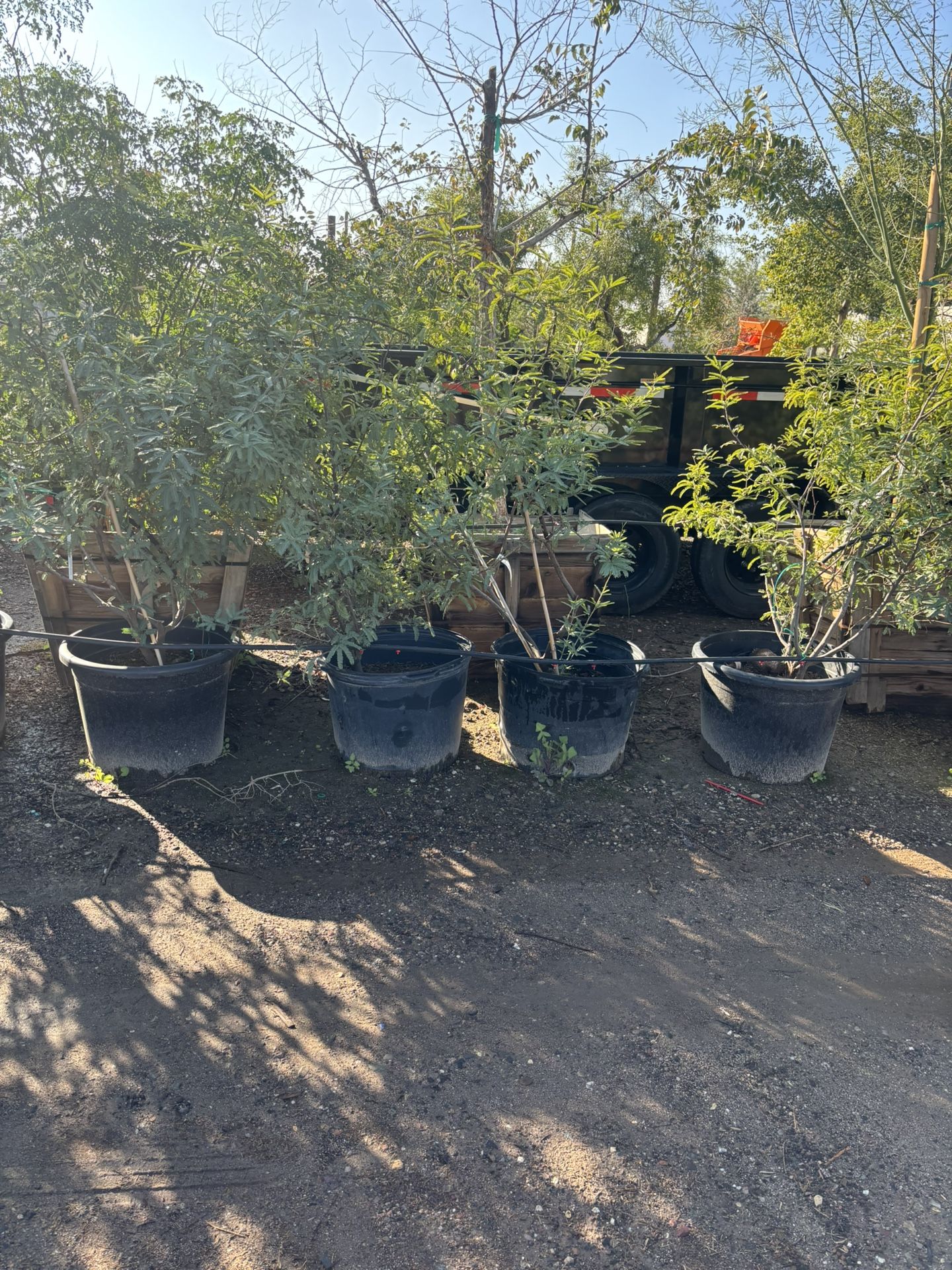 24” Box Mesquite Trees