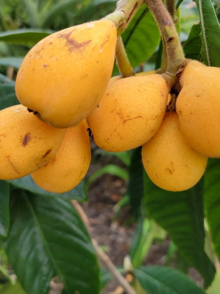 Loquat Tree Seattle Loquat Tree