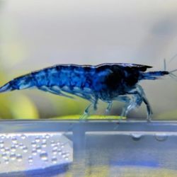 Blue Dream Mystery Shrimp